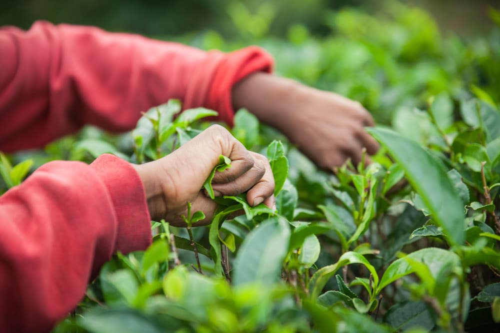 raccolta delle foglie di tè verde