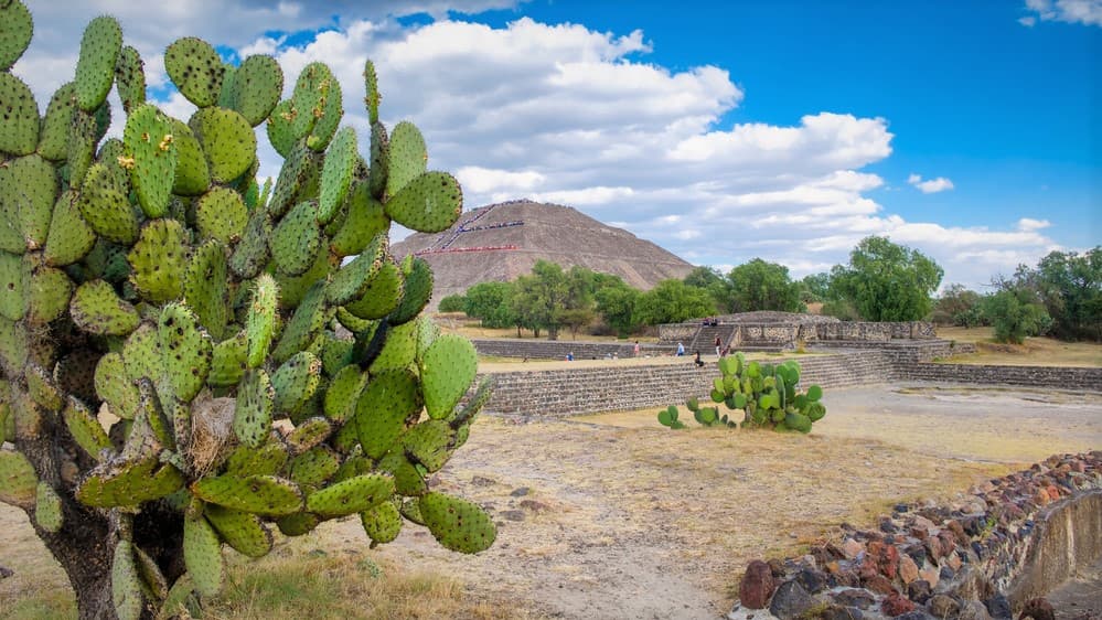 pianta di cactus nopal